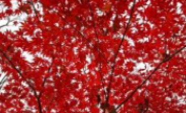 風(fēng)吹，楓動(dòng)，心飛